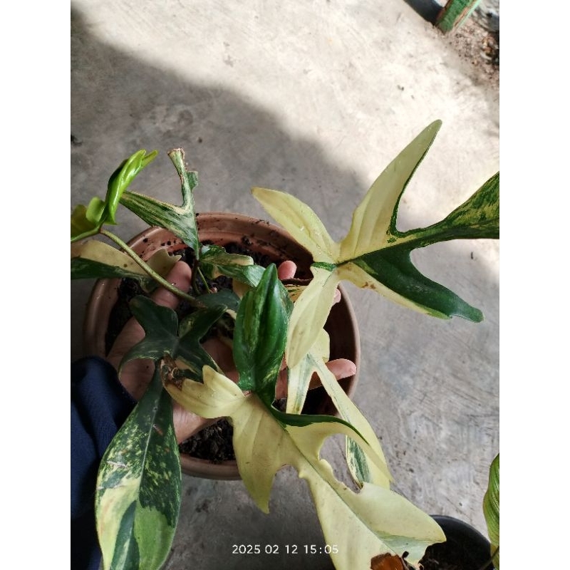 flobe varigata tanaman