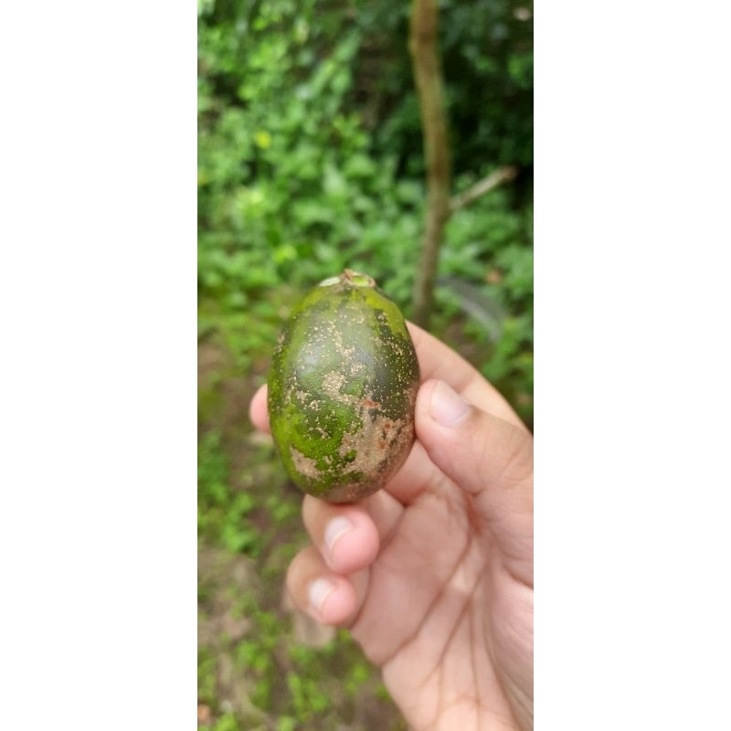 

kedondong Buah fresh segar