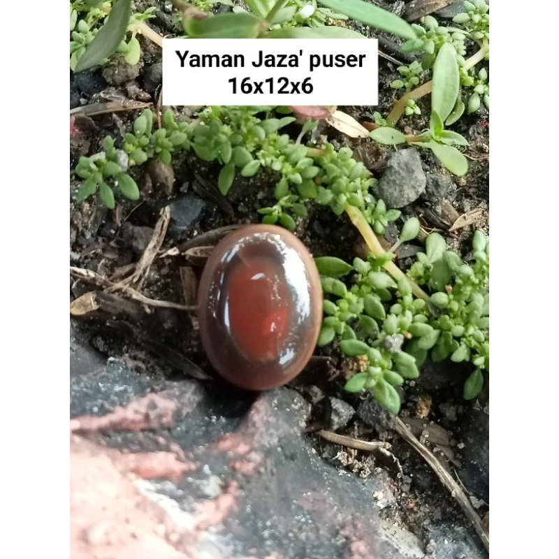 YAMAN JAZA PUSER WARNA ATI AYAM