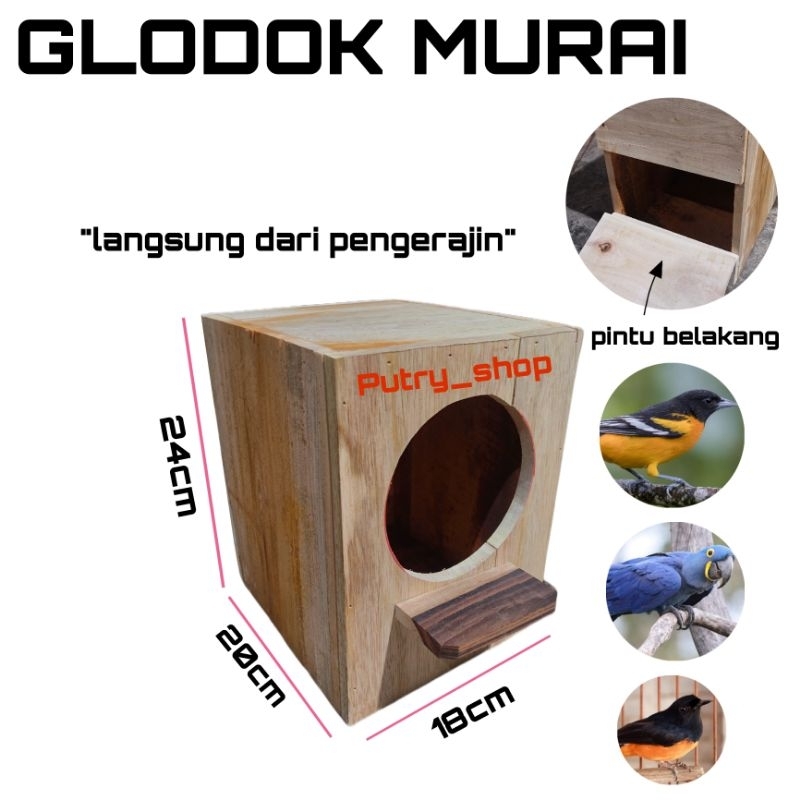 Glodok burung murai lubang besar kayu mahoni