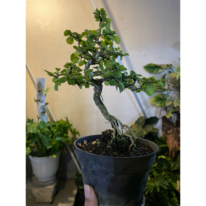 bonsai hokianti