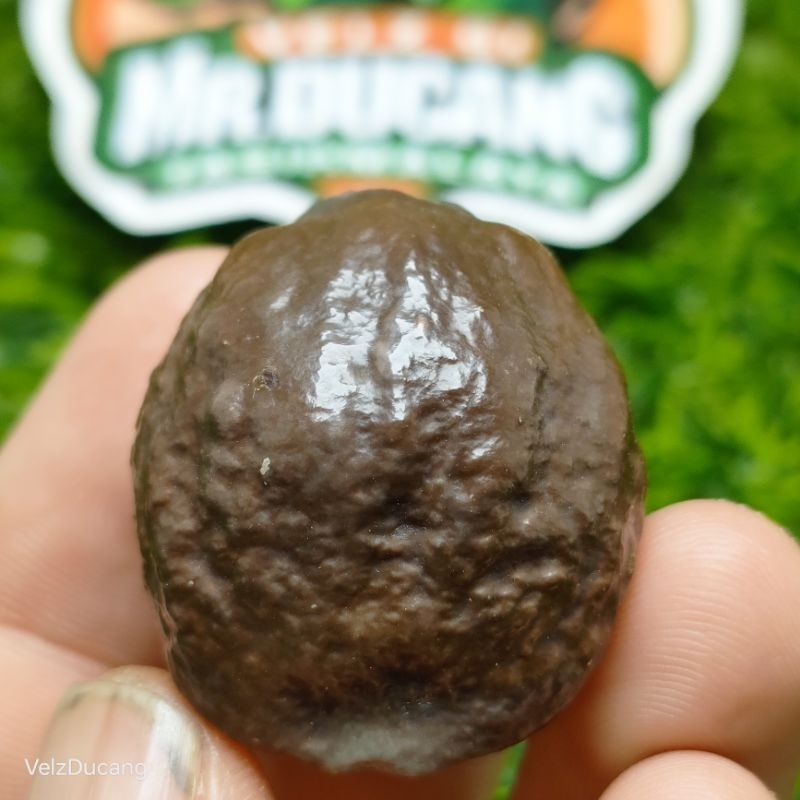 MUNCANG ADU JAYANTI SI PUTRI ORIGINAL 100%