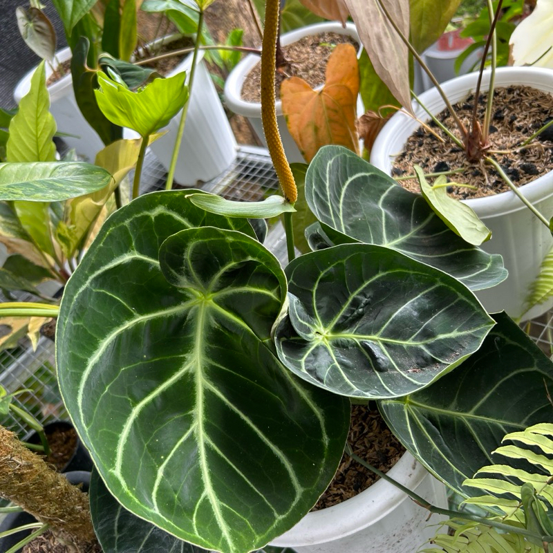 Anthurium Dorayaki Orthodox