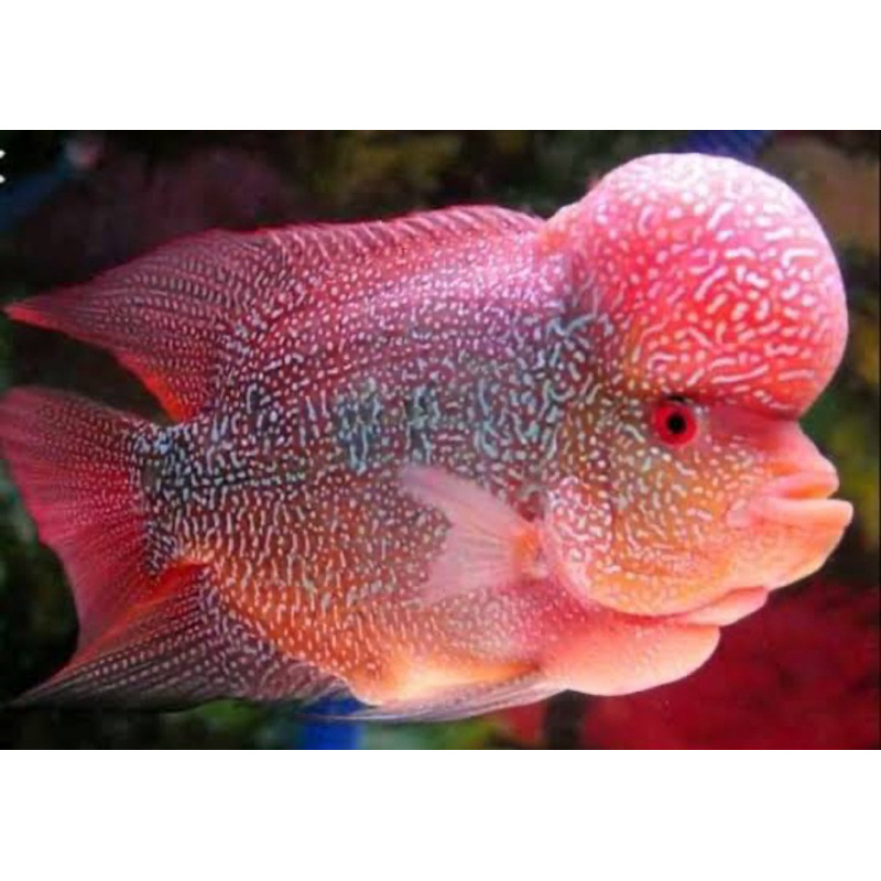 BURAYAK IKAN LOUHAN CENCU LINE SERIES SORTIRAN BAGUS 2CM