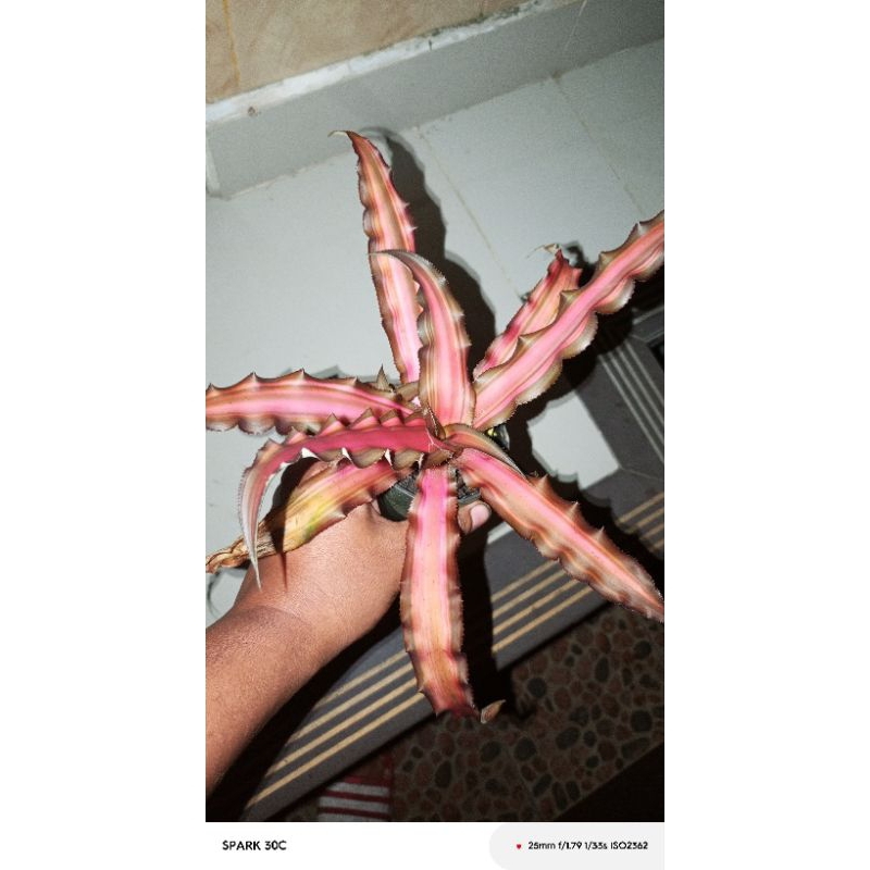 Bromelia Cryptanthus Peach