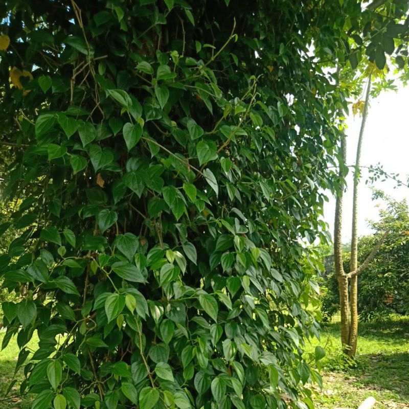 

Daun Sirih/Suruh Obat Herbal (dari kebun Bandar Agro Mart)