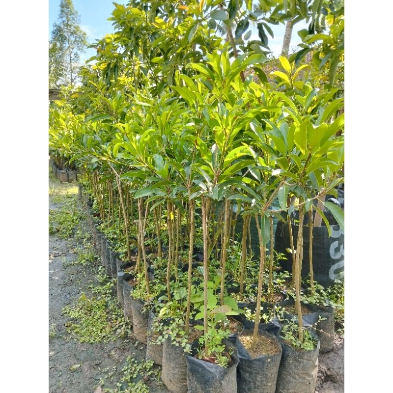 bibit sawo Manila ,sawo Jumbo okulasi..