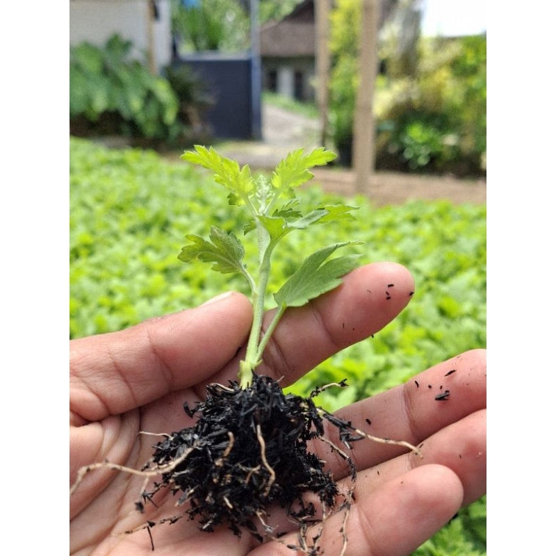 Bibit Krisan 10 pcs (bunga potong)
