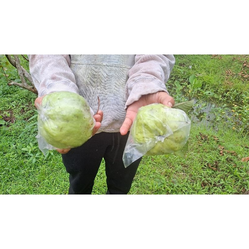 

Jambu Kristal 1kg asli Purworejo