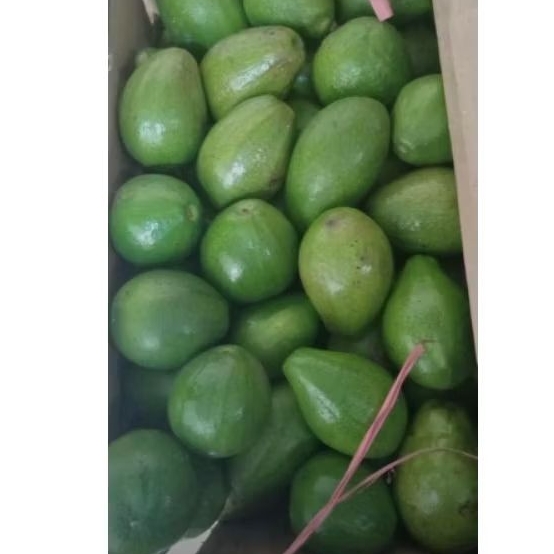 

alpukat mentega