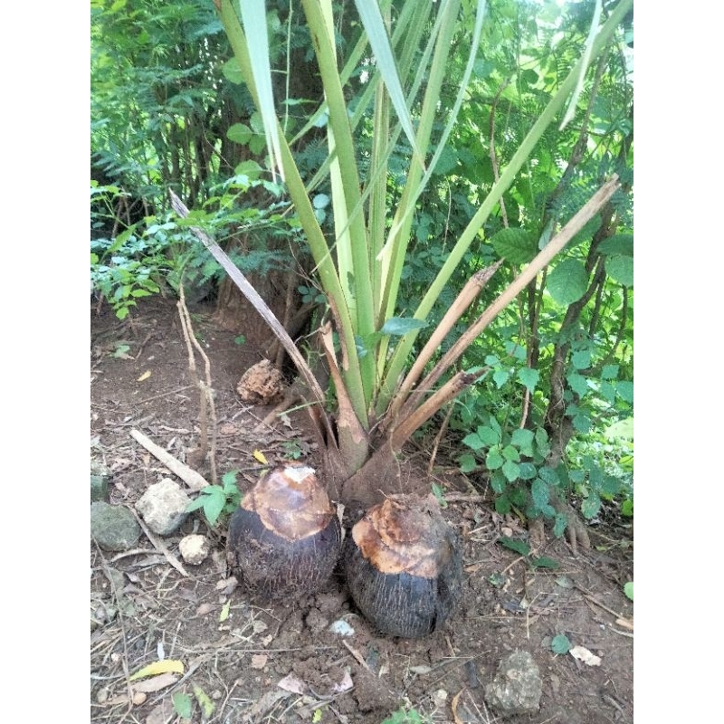 BIBIT SIWALAN /LONTAR(1BIJI)