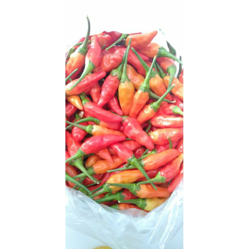 

Cabe Rawit ORI