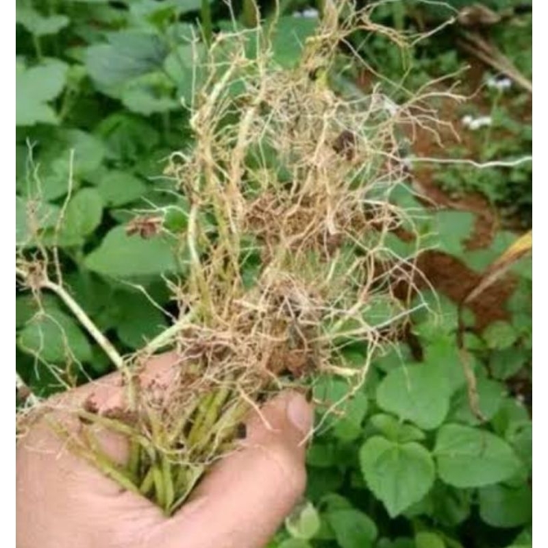 

Jual akar bandotan segar 500 gram organik