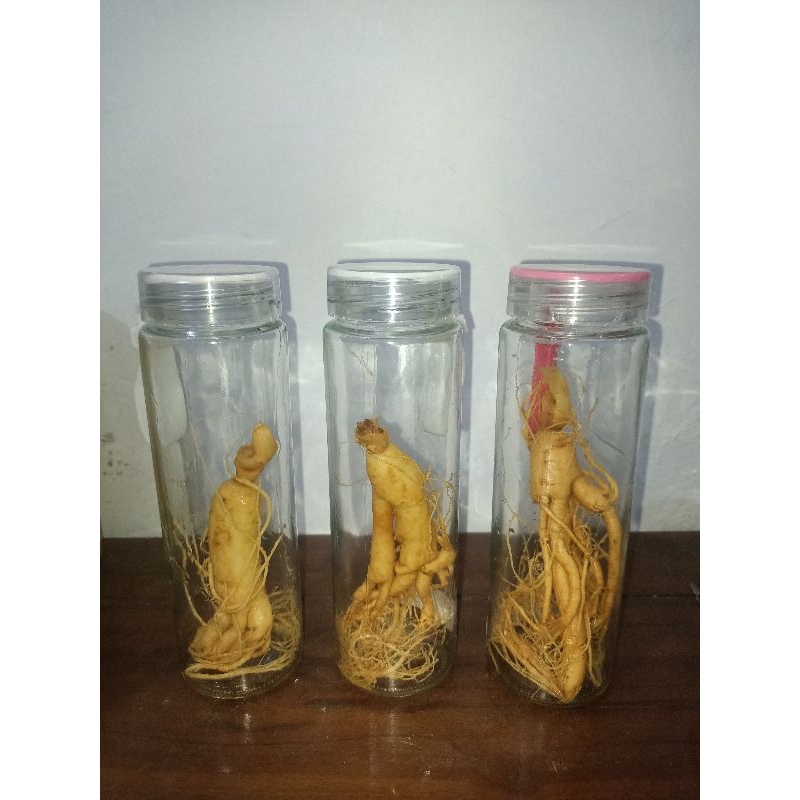 ginseng korea + botol kaca