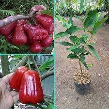 bibit jambu madu kesuma merah / jambu madu / buah jambu
