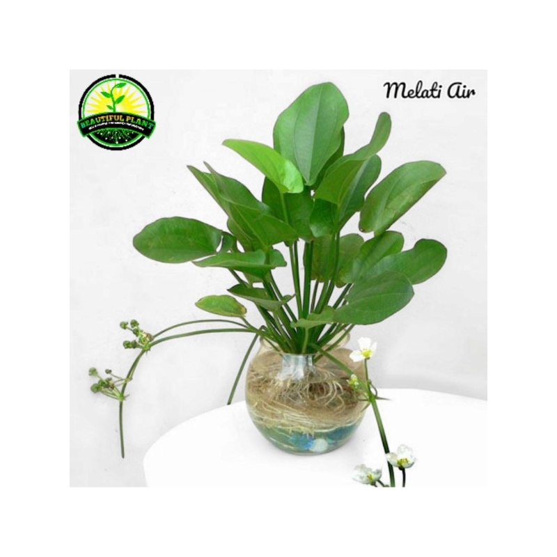 (BISA COD) Tanaman Melati Air - Tanaman Hidup Melati Air - Tanaman Aquascape Melati Air