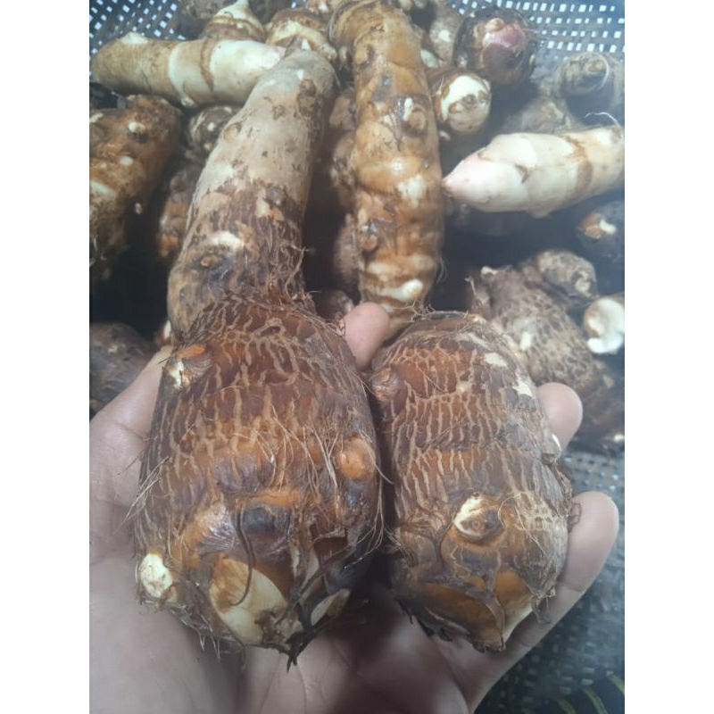 

Talas sente/umbi talas sente 1kg /keladi makanan alami tanpa gula talas putih legit dan pulen 1kg harga termurah