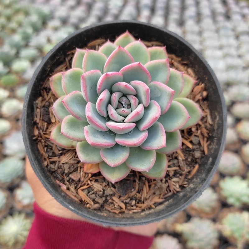 Tanaman Sukulen /Kaktus Mawar