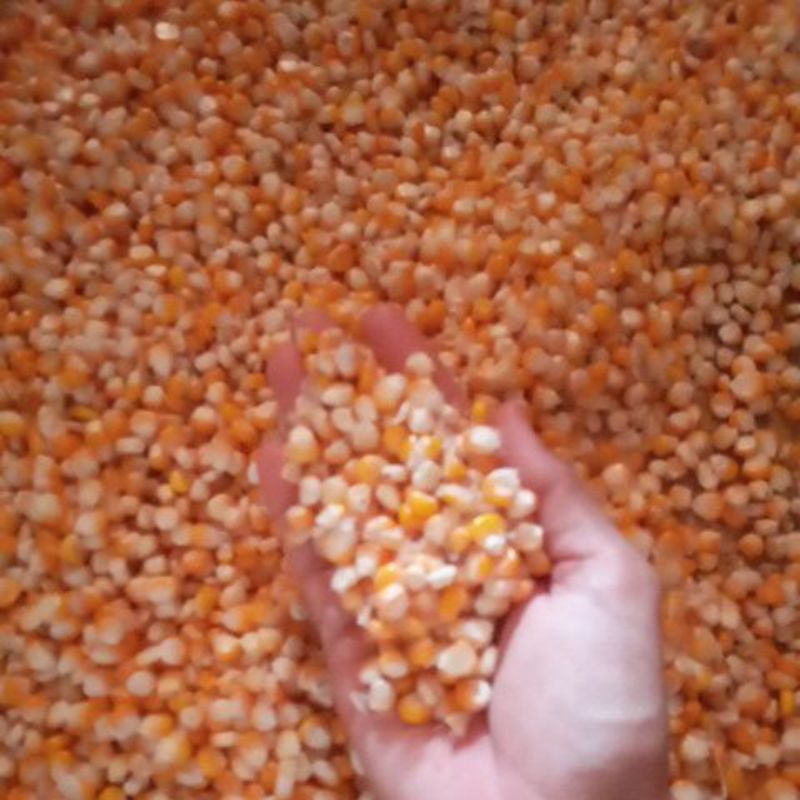 

Jagung Mentah - Hasil Panen Terbaik