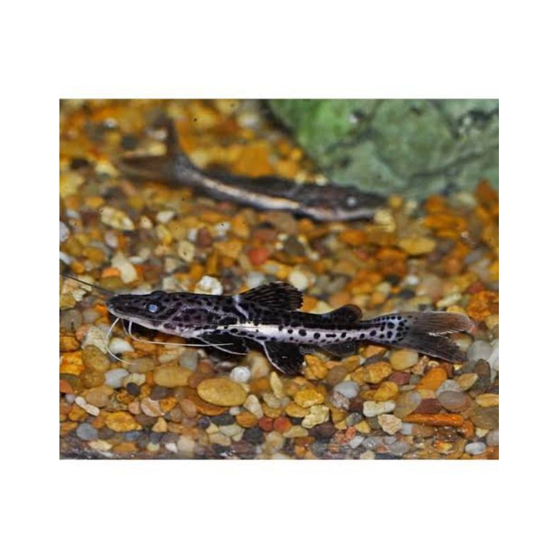 ornamen cometank leopard catfish