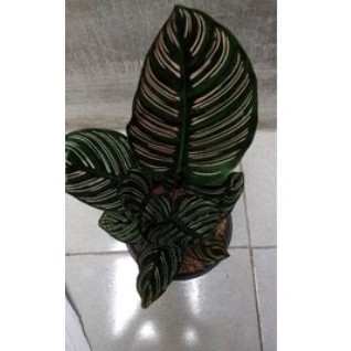 CALATHEA ORNATA - Tanaman Hias Calathea Ornata Pink