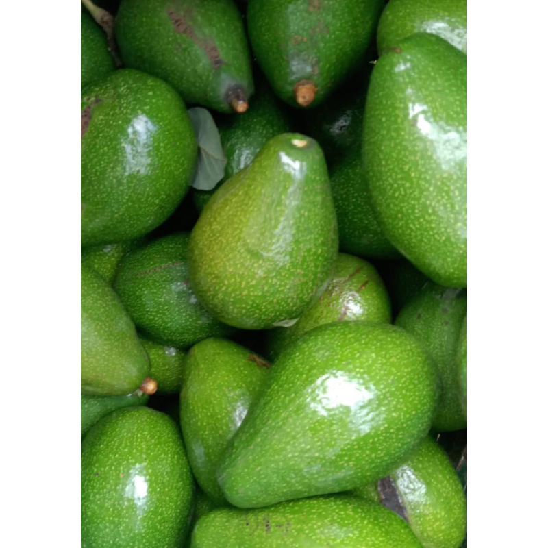 

Alpukat Mentega 1kg isi 6-7 buah