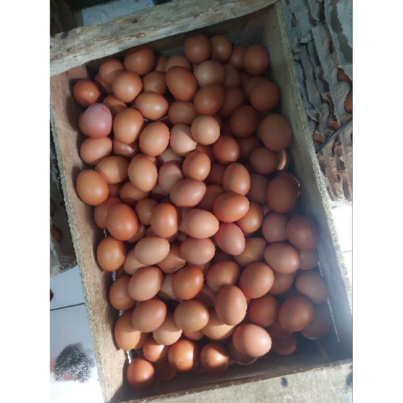 

TELUR AYAM NEGERI 1 KG