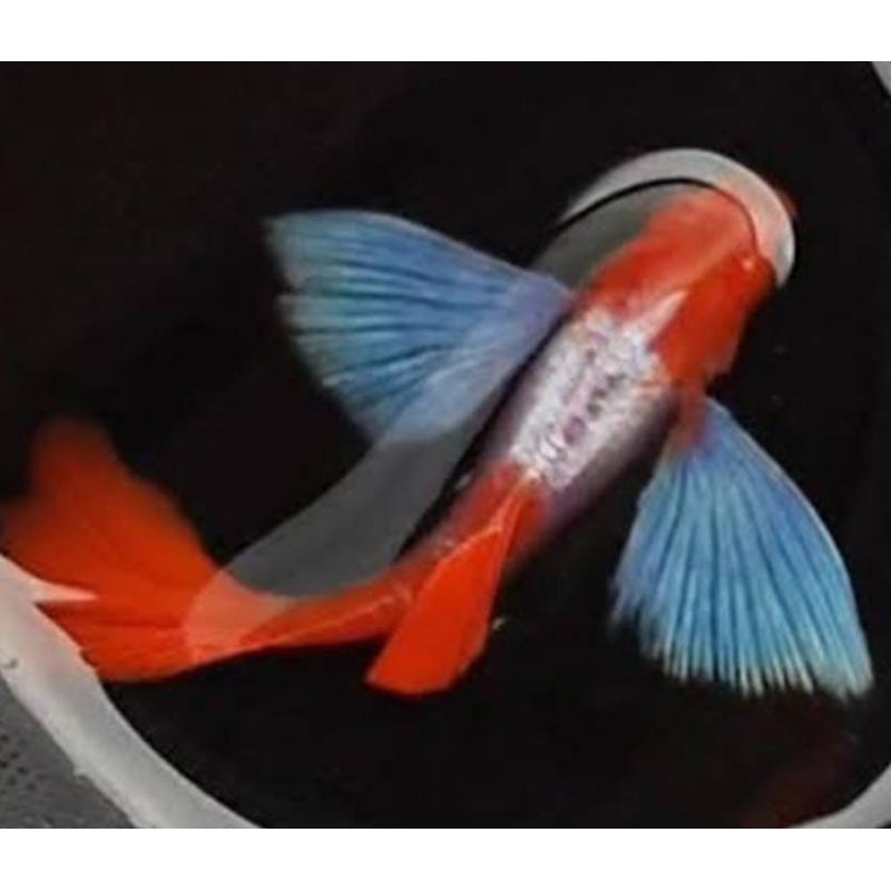 Hiasan Aquarium Albino PRTDE Koi