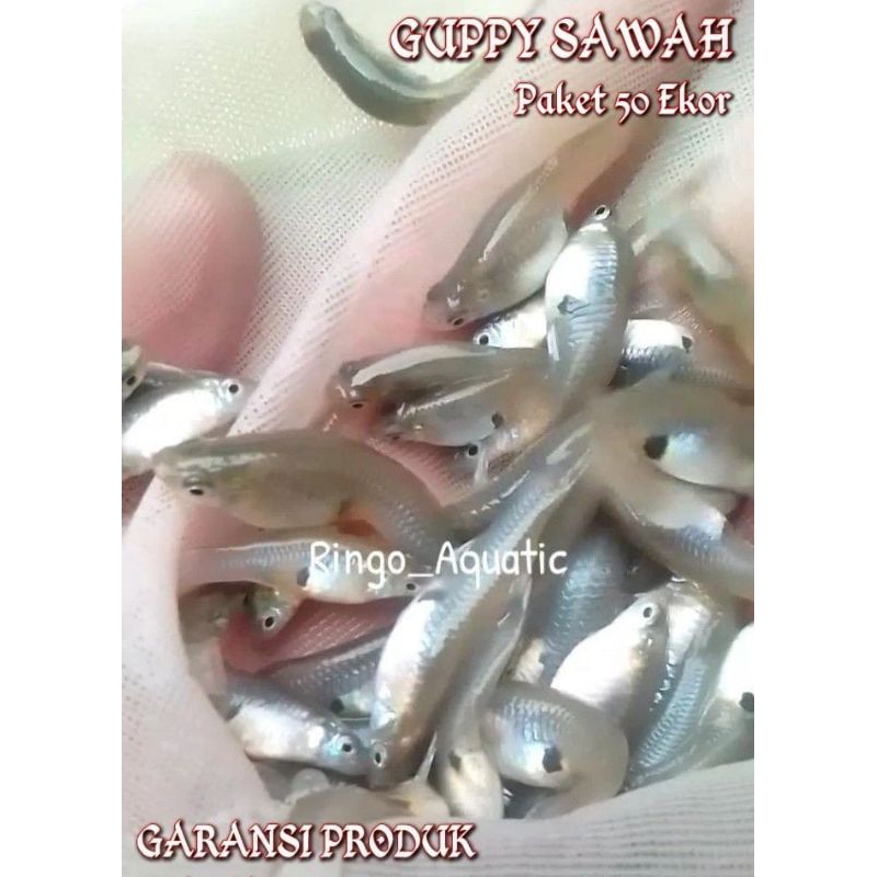 Guppy Sawah Paket 50 Ekor Ukuran Besar Pakan Alami Ikan Predator