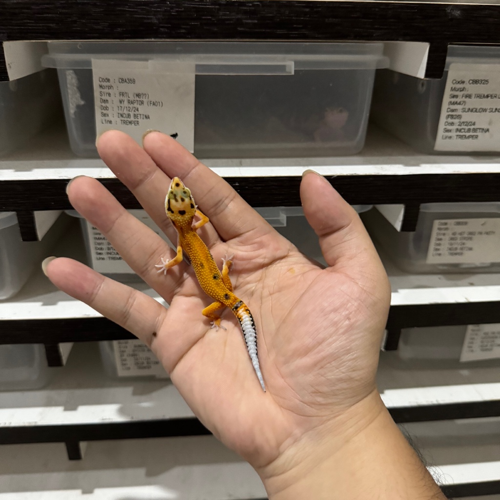 EMERINE HET RAPTOR CBA408 UNSEX Mainan Anak Lucu Jinak Gecko Geko Leopard Gecko