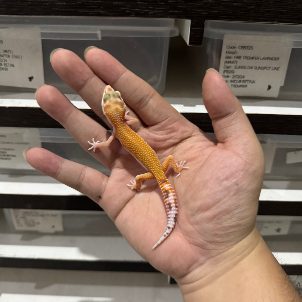APTOR HET RAPTOR CBA401 UNSEX Mainan Anak Lucu Jinak Gecko Geko Leopard Gecko