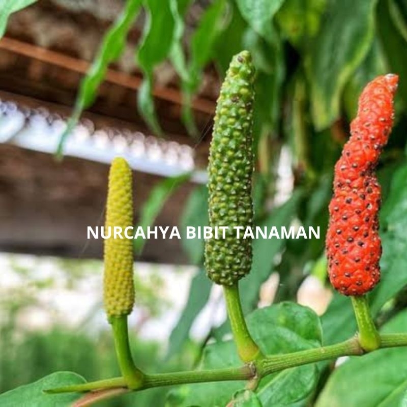 Bibit Cabe Jawa Kebun