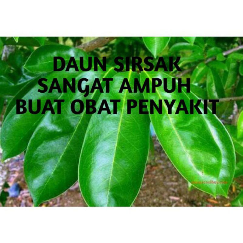 

daun sirsak buat obat herbal isi (50 lembar)