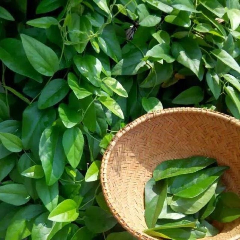 

daun cincau hijau rambat 1 kg