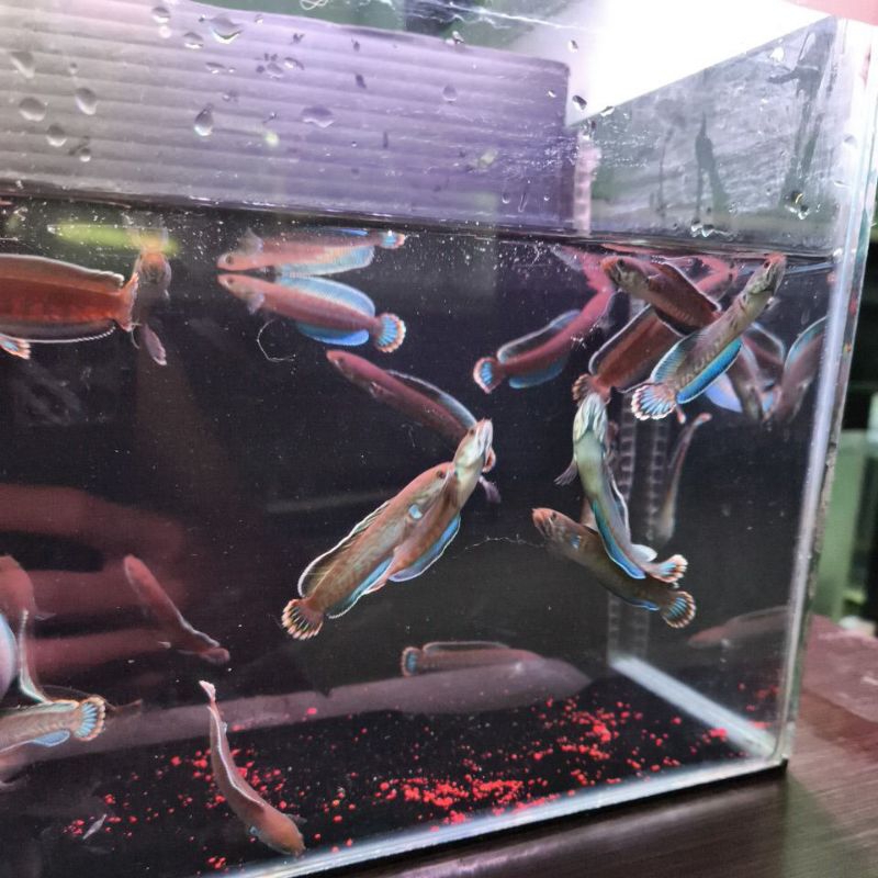 

stiker andro 6-7cm rim tebal