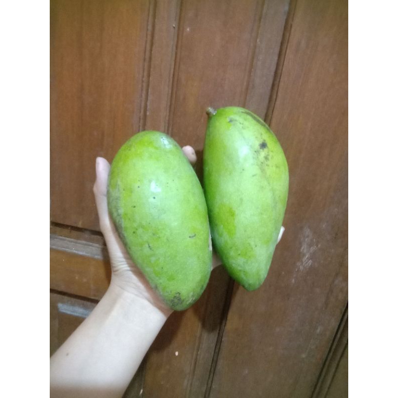 

mangga kiojay 2 buah berat 1kg