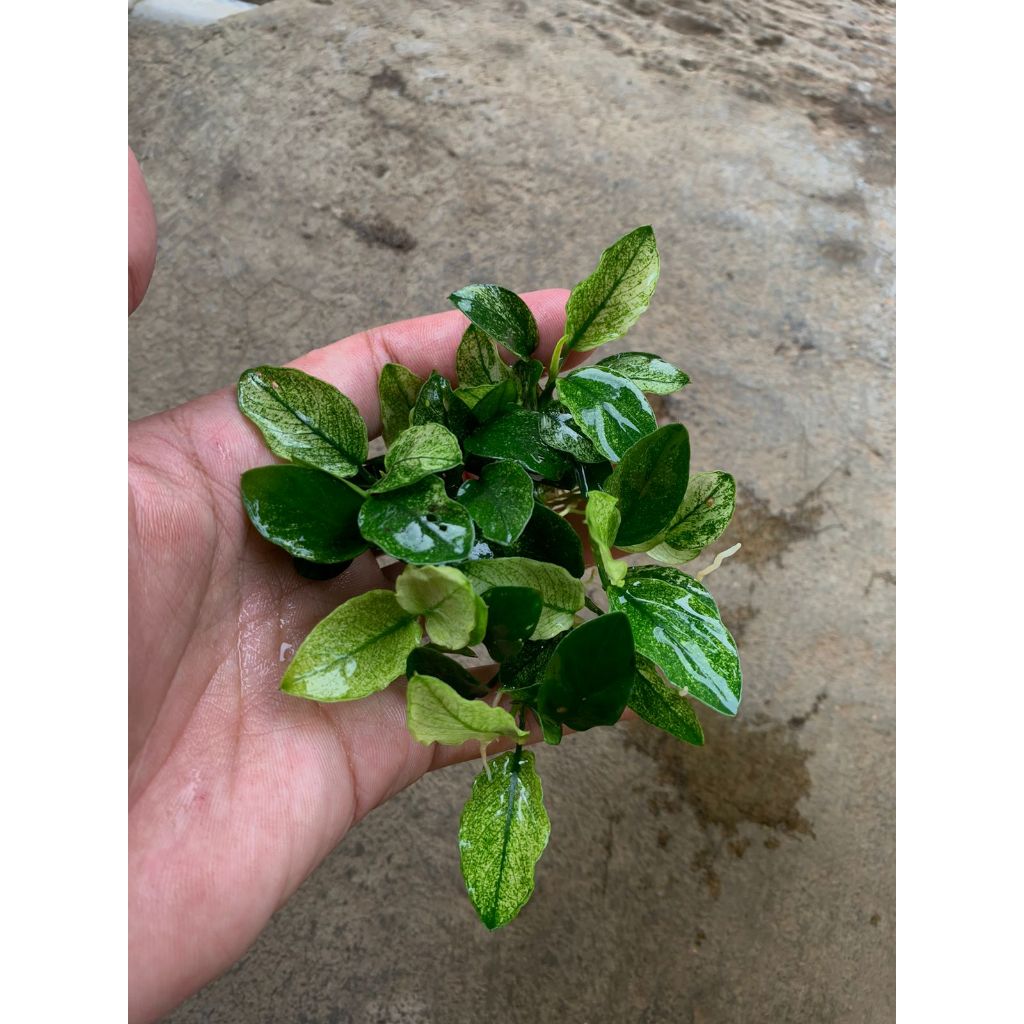 Tanaman Aquascape Anubias Pinto