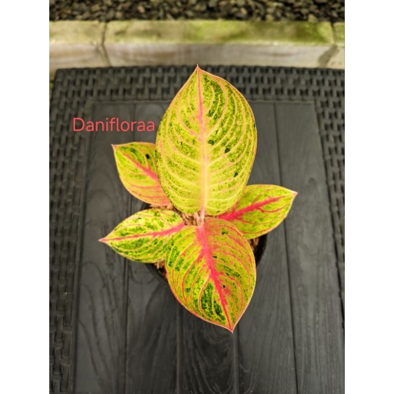 Aglonema Goliath Trah Merah Asal Bonggol