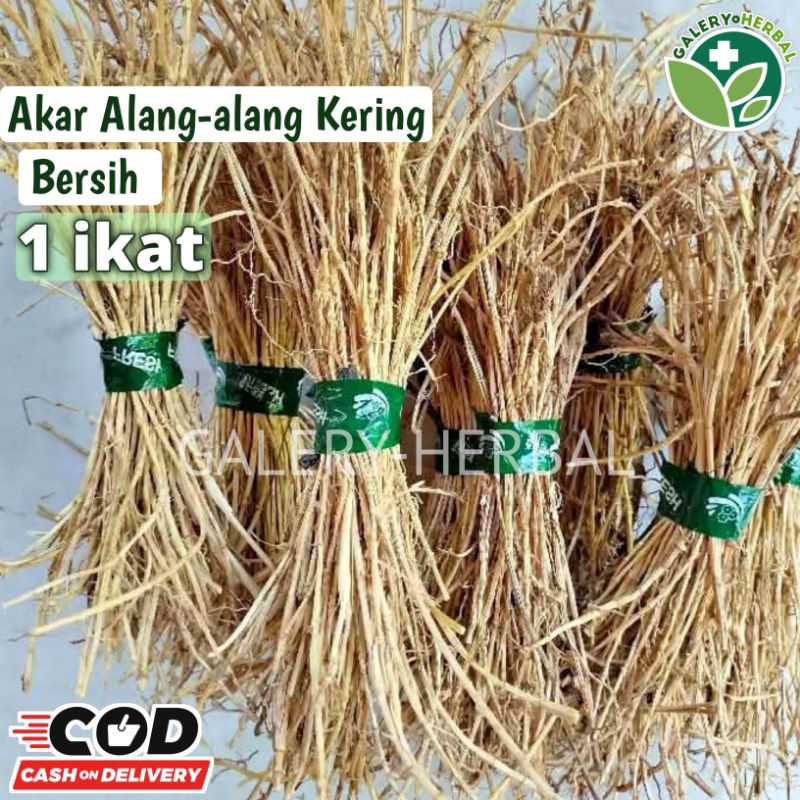 

Akar Alang-alang fresh Kering Bersih 1 ikat / Akar ilalang Kering