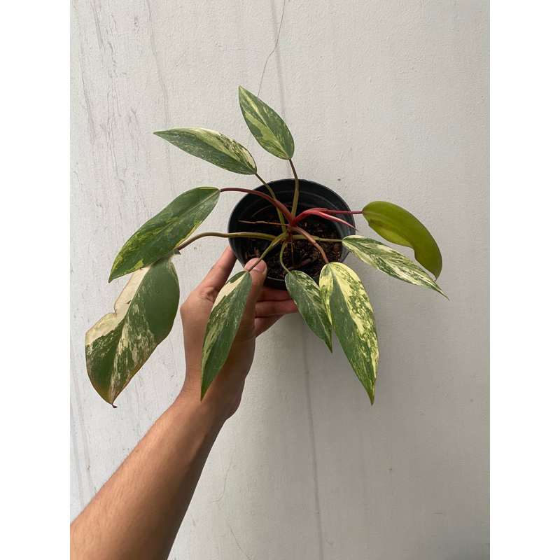 Philodendron Strawberry Shake