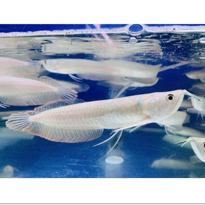 hiasan aquarium arwana silver red Brazil 7-8cm m/f arwana silver red Brazil 7-8cm m/f