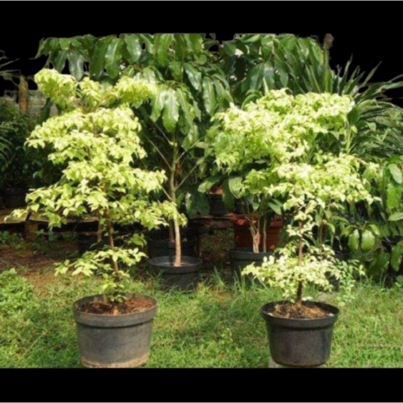 (1M) Tanaman Hias Anting Putri/Bahan Bonsai Anting Putri Daun Kuning Varigata