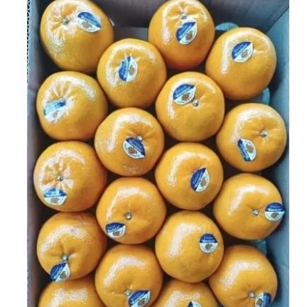 

jeruk mandarin 1 kg