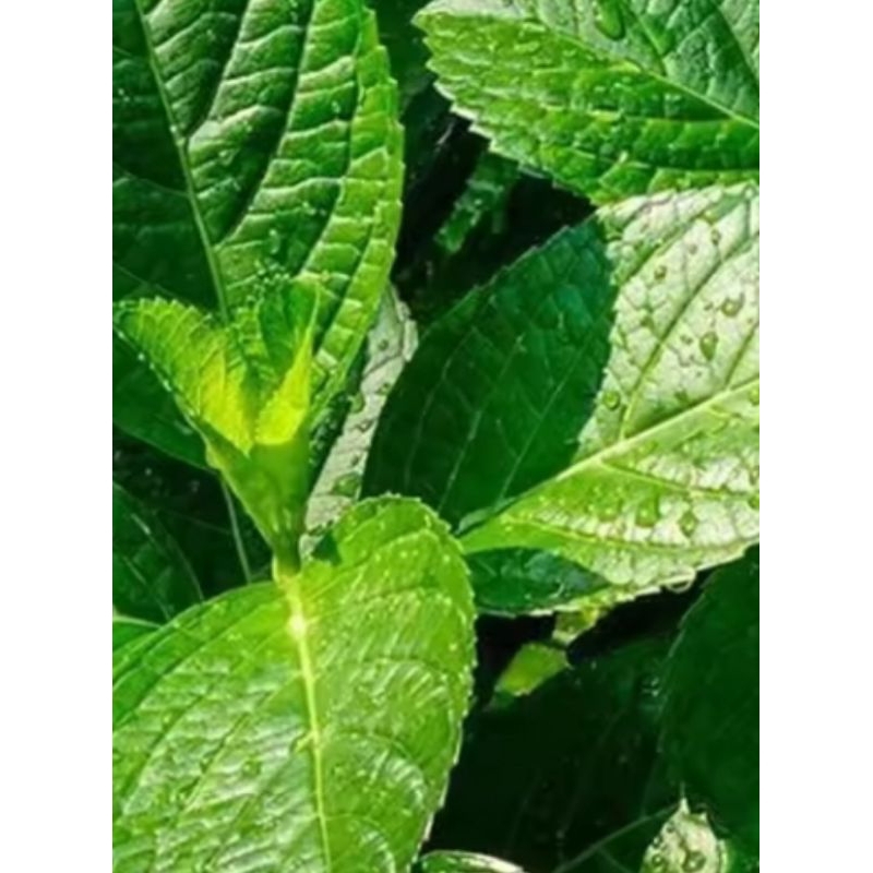 

daun min