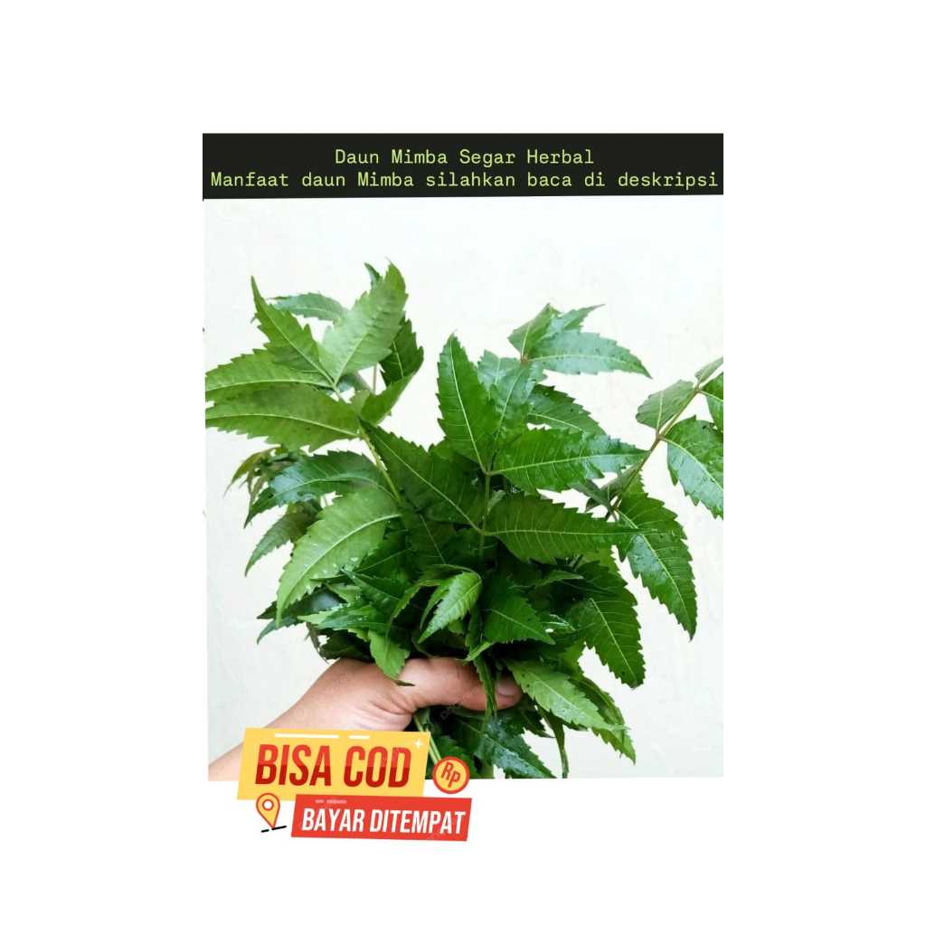 

Daun Mimba Herbal Segar 1kg