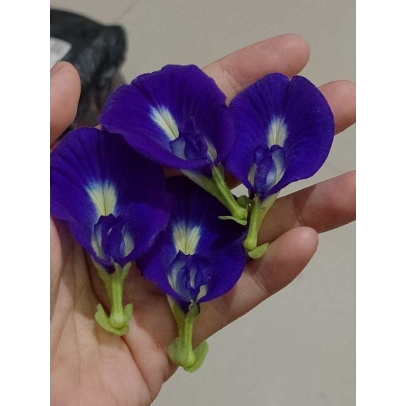 bunga telang segar per bunga