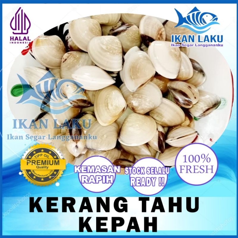 

KERANG TAHU PREMIUM FRESH TERMURAH BERGARANSI IKAN LAKU IKAN SEGAR IKAN BEKU