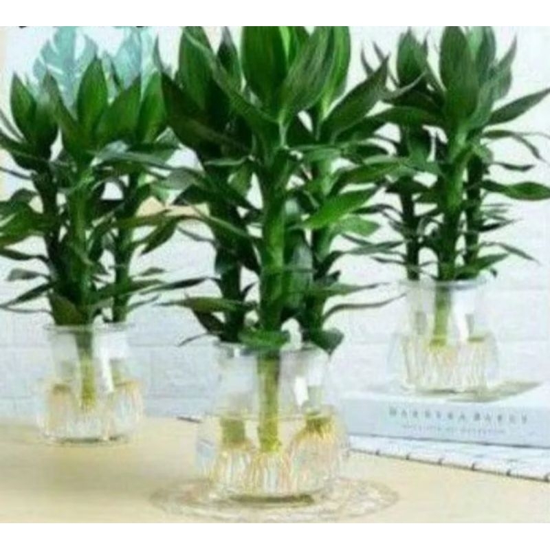 BAMBU HOKI JUMBO LANGKA  BAMBU HOKI BESAR GEMUK