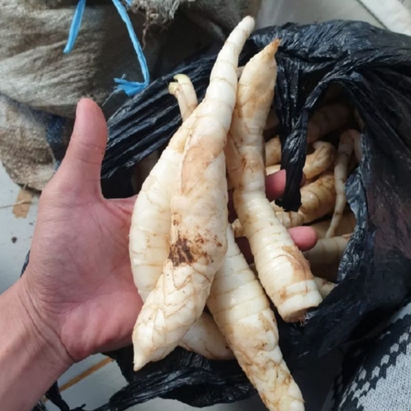 

umbi garut segar terigu press 1kg