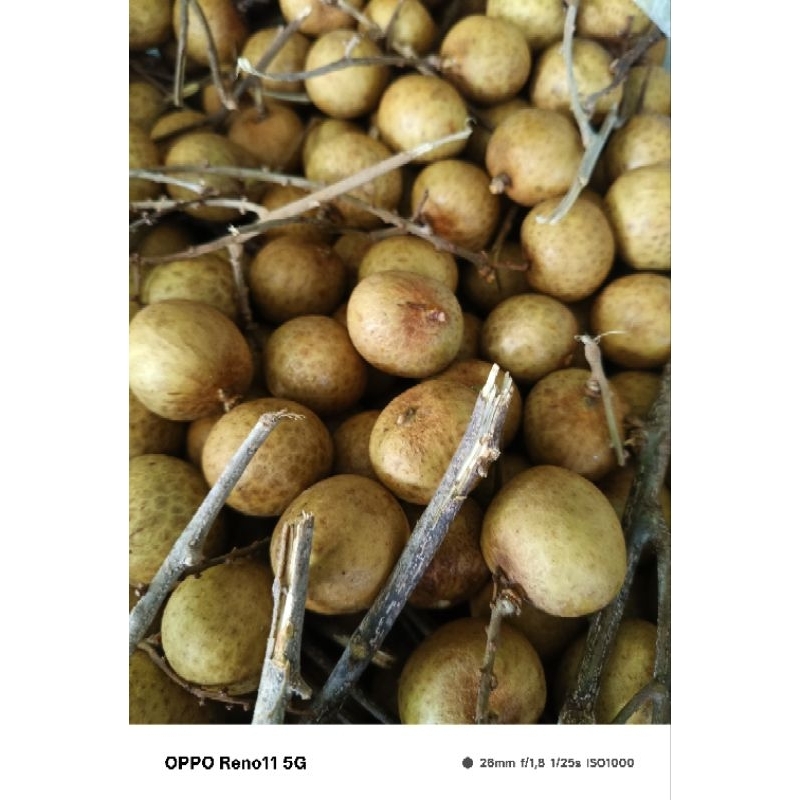 

Lengkeng manis nyelll